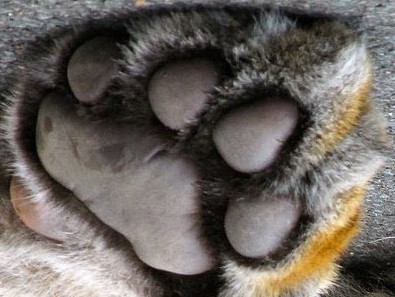 tiger-paw-1